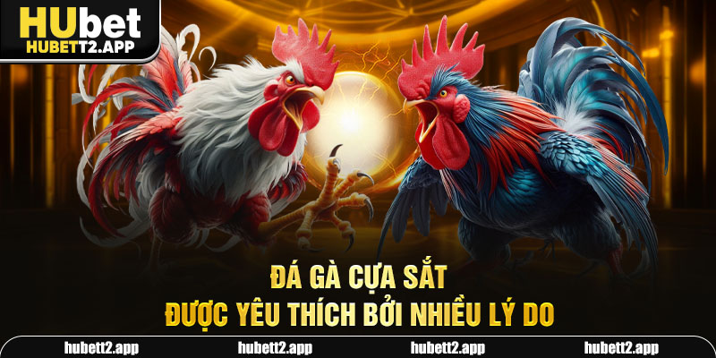 Đá gà cựa sắt được yêu thích bởi nhiều lý do