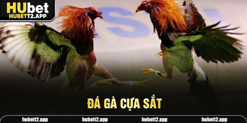 Đá gà cựa sắt